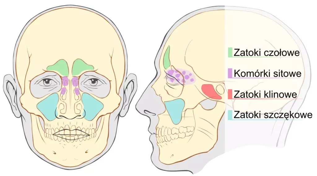 Podniesienie dna zatoki szczękowej